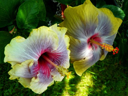 Envie & Sea of Tranquility