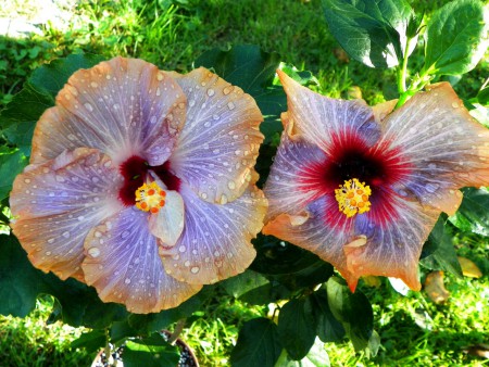 T.Moody Blue & Black Rainbow