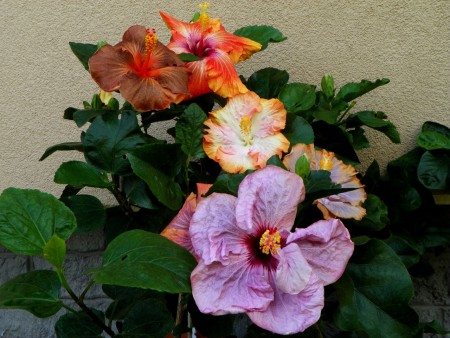 T. Brown S & Black Jack & Lily Glow & T. Moody Blue & Lady Adele