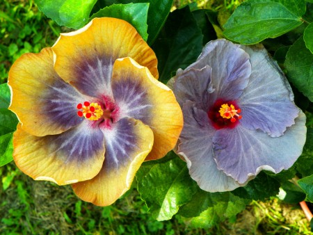 Sea Of Tranquility & Purple Lace