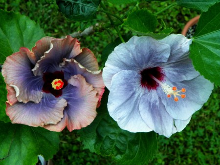 T. Moody Blue & Sparkling Water