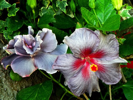 Marianne Charlton & At Midnight