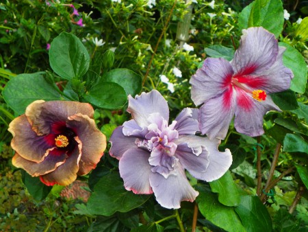 Black Rainbow & Marianne Charlton & At Midnight