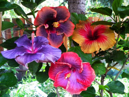 Black Rainbow & M.Moana Storm & Creole Lady & Electric Pizzazz