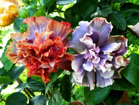 Cocoa Royale & Marianne Charlton